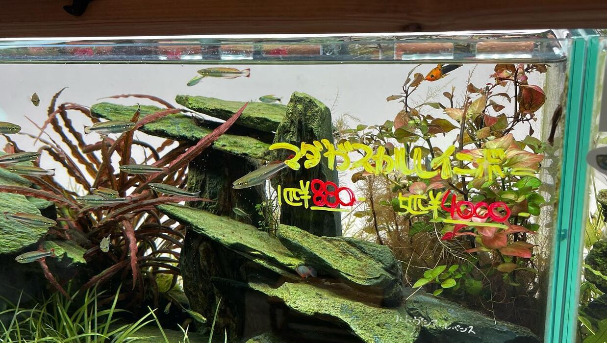 画像1520