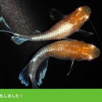 画像1555