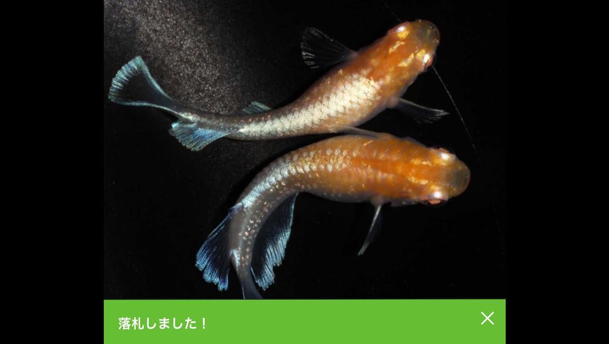 画像1555