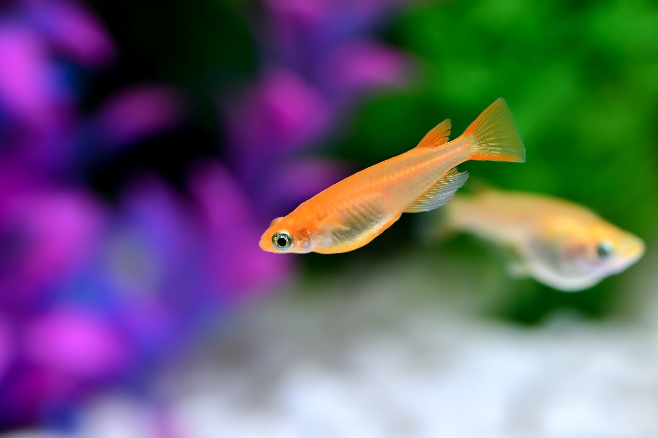 pixta_86325483_M